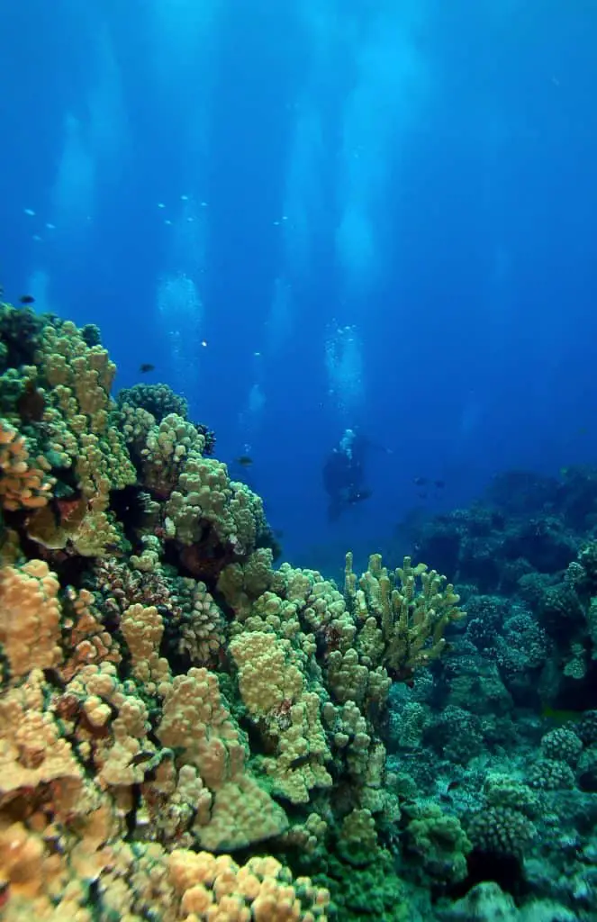 Scuba diver at Maui Hawaii