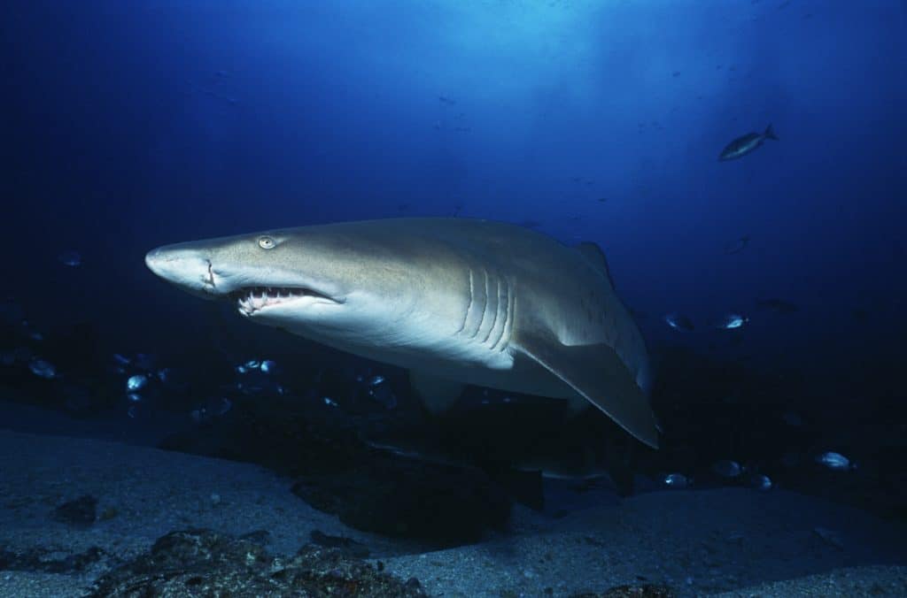 Does Blood in the Water put Sharks into a Feeding Frenzy