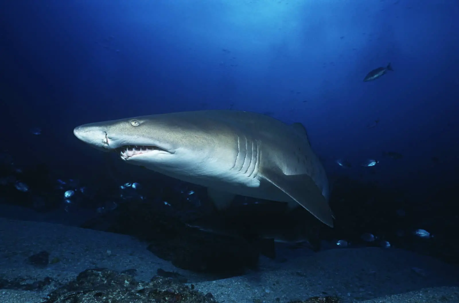 How Far Can Sharks Smell Blood? - Scuba Diving Gear