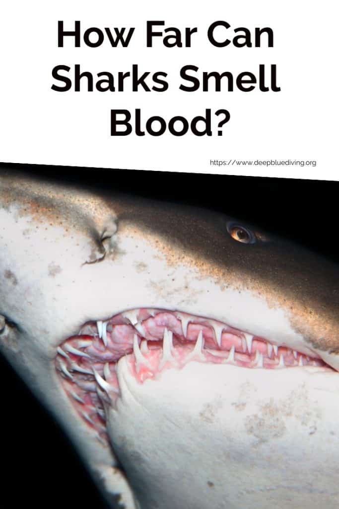 How Far Can Sharks Smell Blood