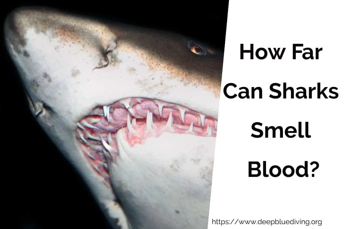 How Far Can Sharks Smell Blood